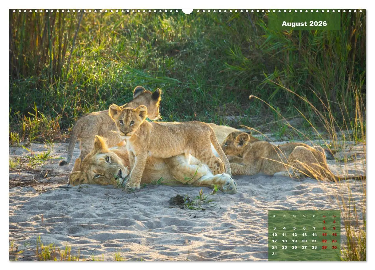 Bild: 9783457430941 | Auf Safari im Kruger National Park (hochwertiger Premium...