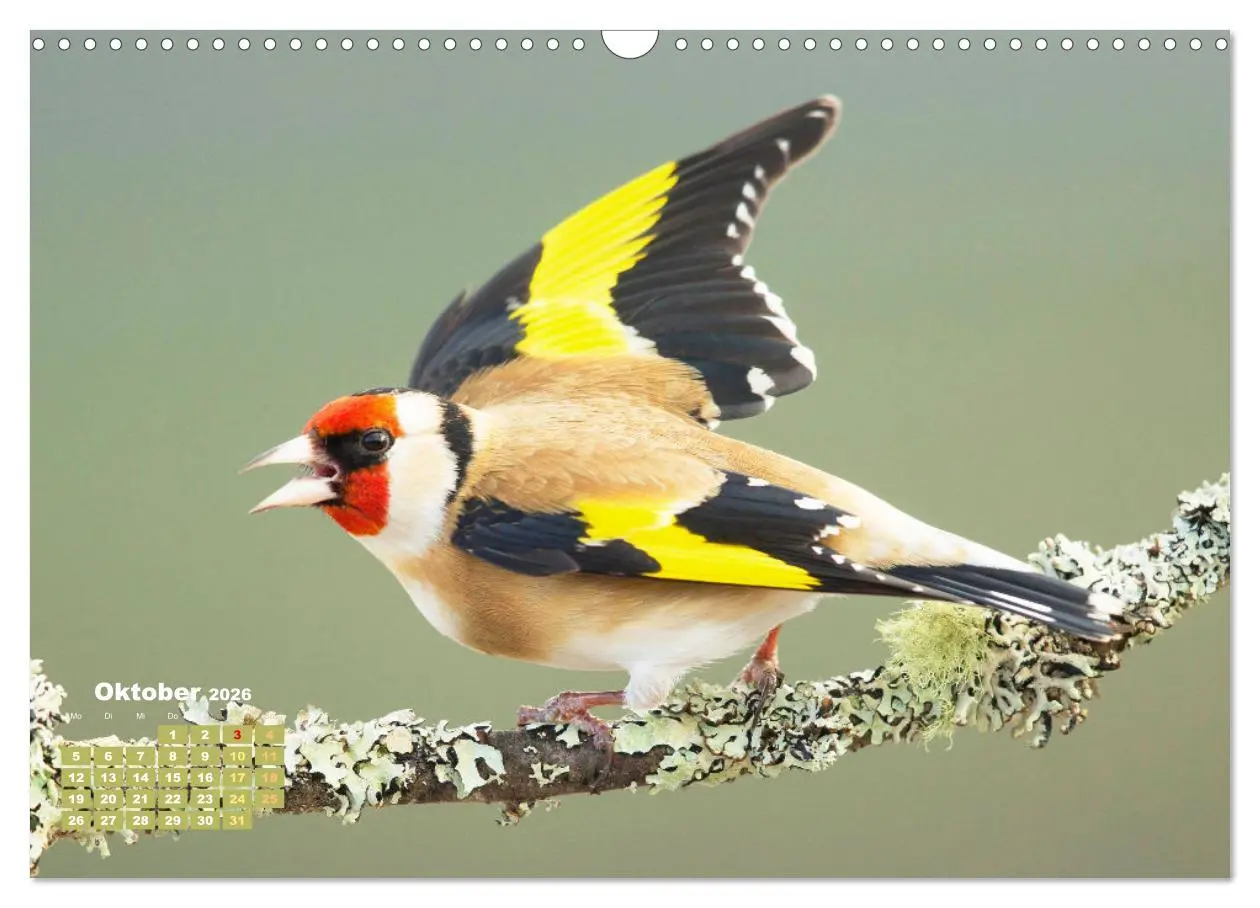 Bild: 9783457500941 | Amsel, Fink und Star: Heimische Vögel (Wandkalender 2026 DIN A3...