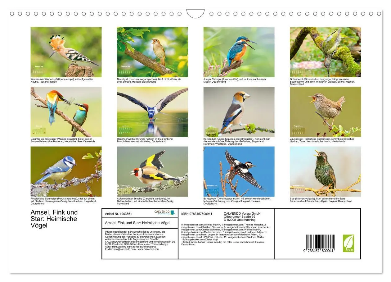 Bild: 9783457500941 | Amsel, Fink und Star: Heimische Vögel (Wandkalender 2026 DIN A3...