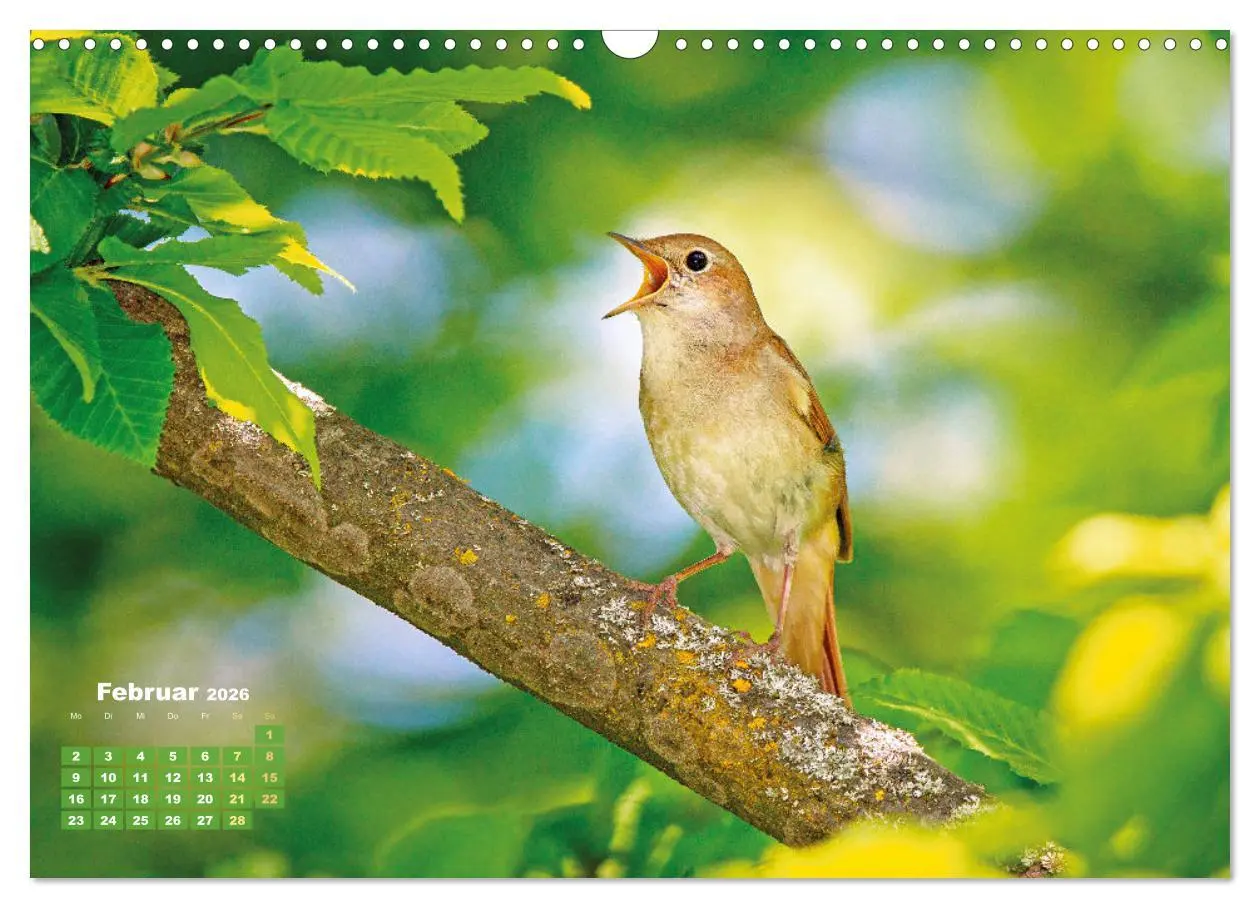 Bild: 9783457500941 | Amsel, Fink und Star: Heimische Vögel (Wandkalender 2026 DIN A3...