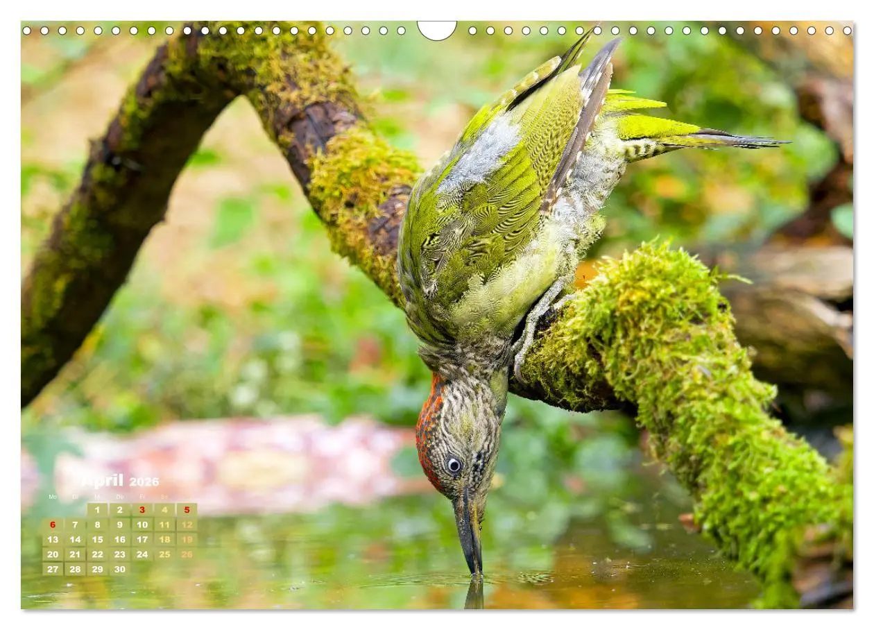 Bild: 9783457500941 | Amsel, Fink und Star: Heimische Vögel (Wandkalender 2026 DIN A3...