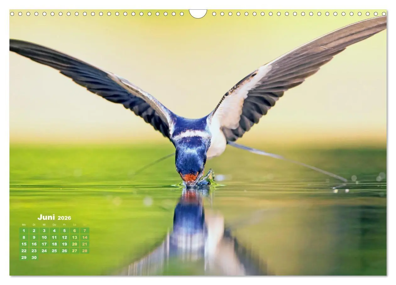 Bild: 9783457500941 | Amsel, Fink und Star: Heimische Vögel (Wandkalender 2026 DIN A3...