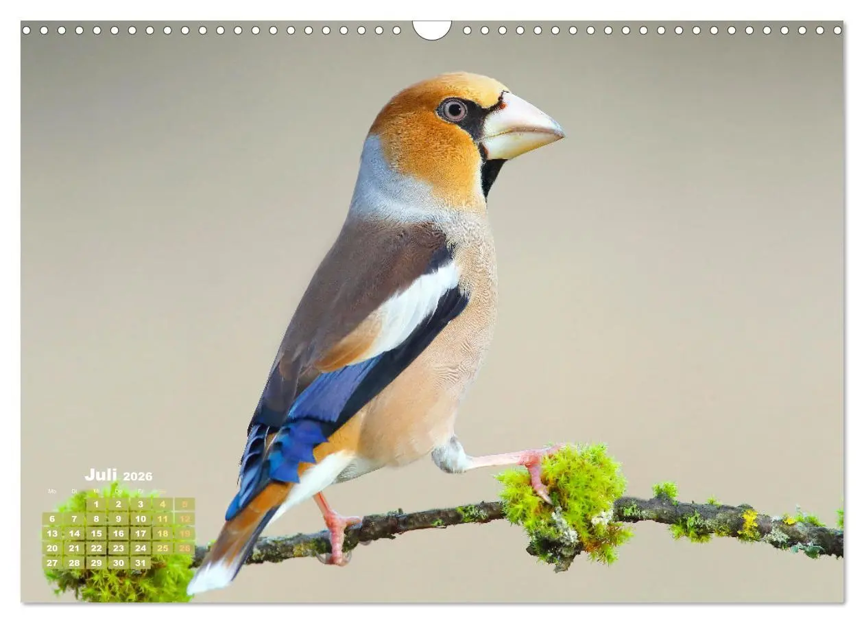 Bild: 9783457500941 | Amsel, Fink und Star: Heimische Vögel (Wandkalender 2026 DIN A3...