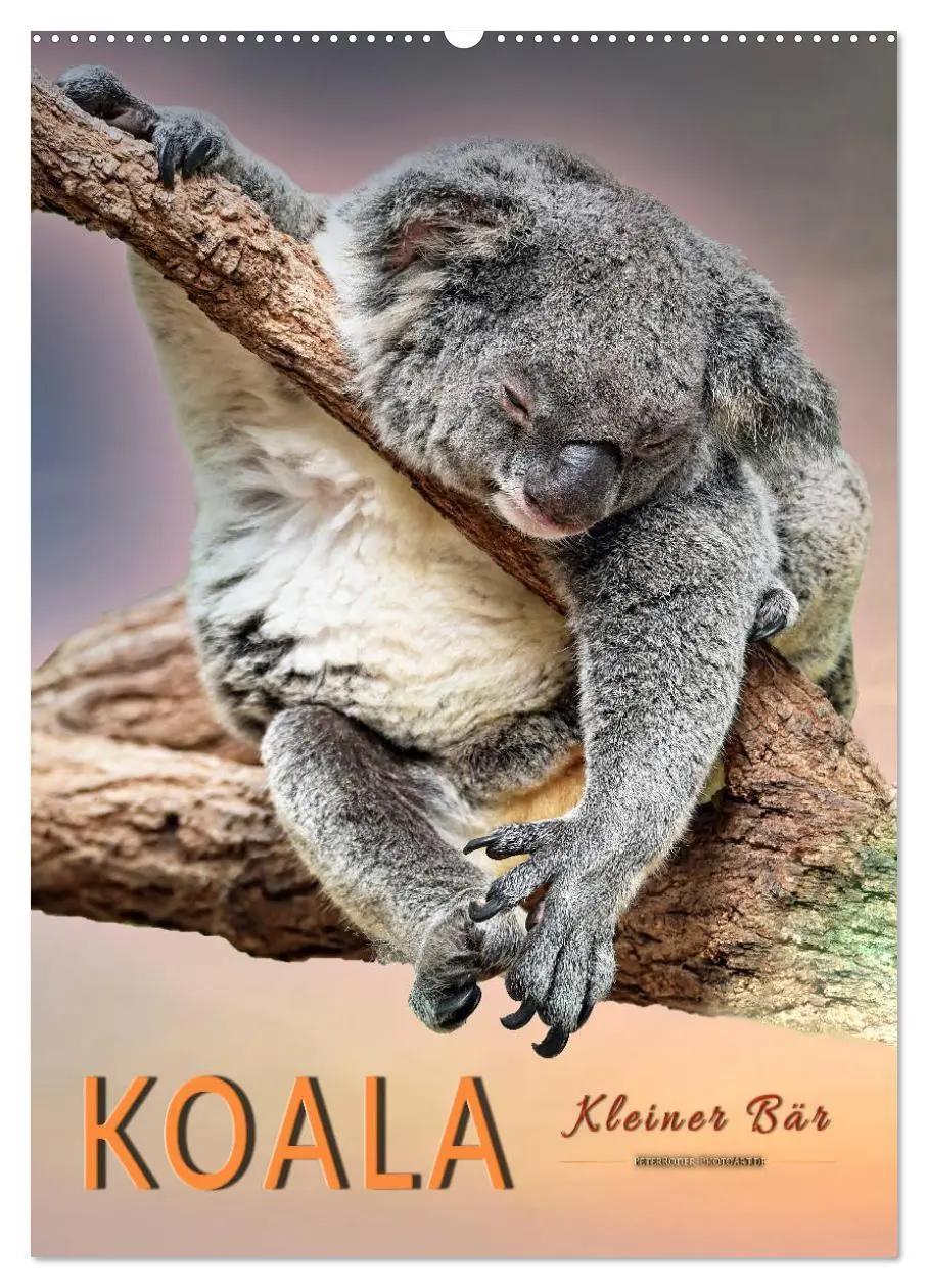 Cover: 9783516380941 | Koala, kleiner Bär (Wandkalender 2026 DIN A2 hoch), CALVENDO...