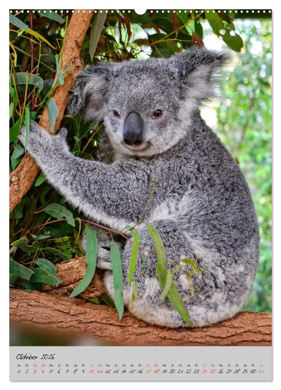 Bild: 9783516380941 | Koala, kleiner Bär (Wandkalender 2026 DIN A2 hoch), CALVENDO...