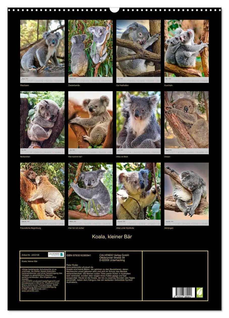 Bild: 9783516380941 | Koala, kleiner Bär (Wandkalender 2026 DIN A2 hoch), CALVENDO...