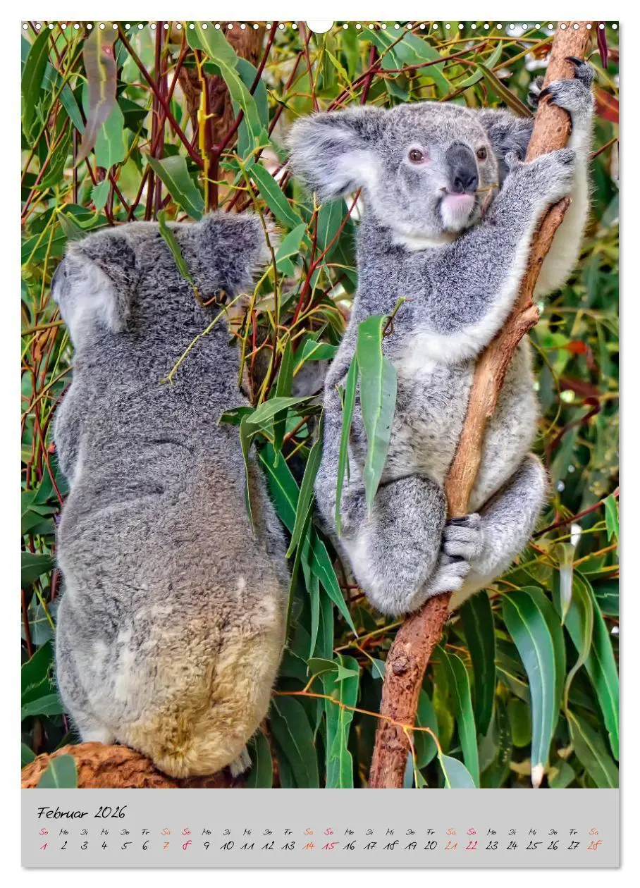 Bild: 9783516380941 | Koala, kleiner Bär (Wandkalender 2026 DIN A2 hoch), CALVENDO...
