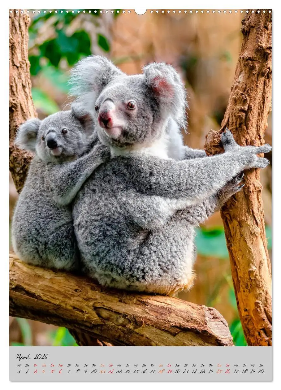 Bild: 9783516380941 | Koala, kleiner Bär (Wandkalender 2026 DIN A2 hoch), CALVENDO...