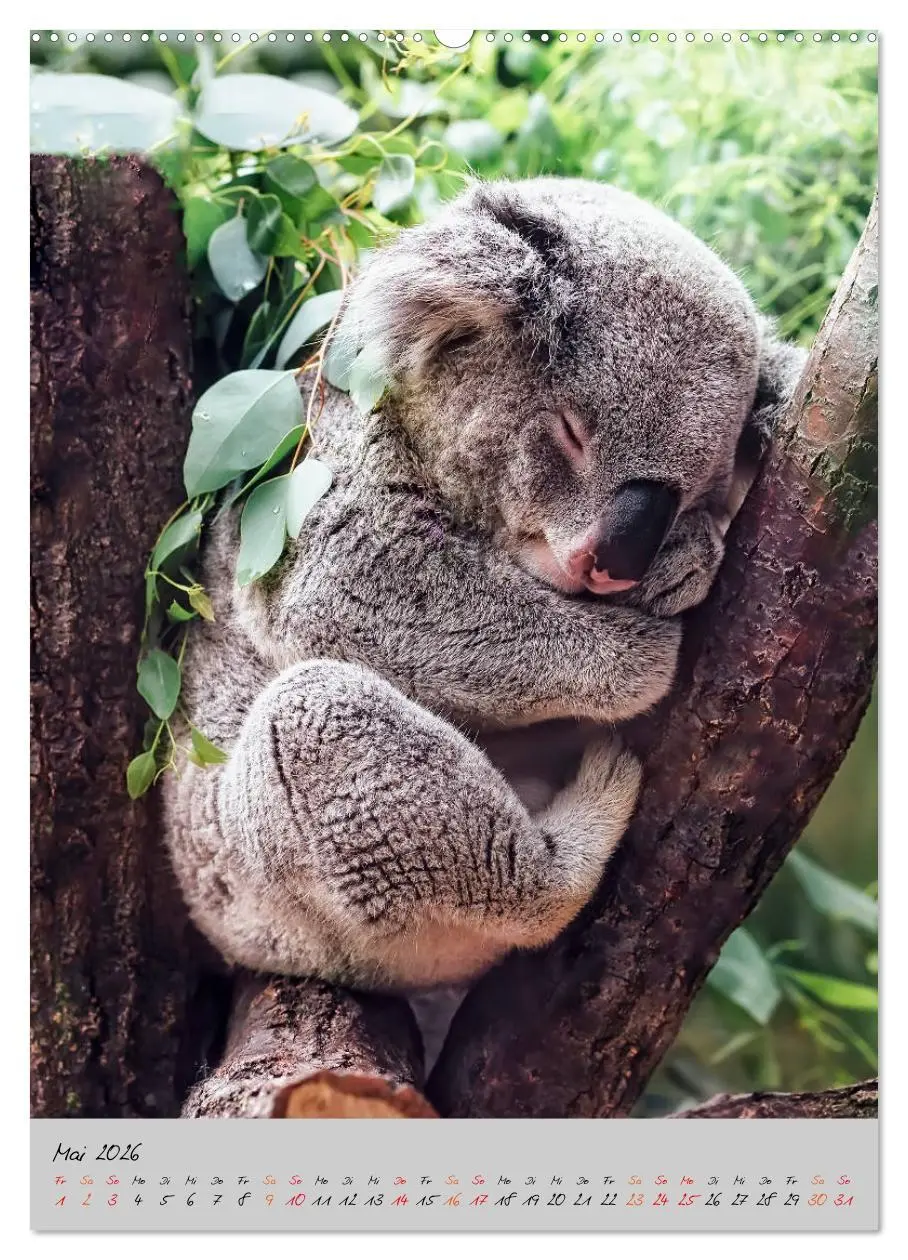 Bild: 9783516380941 | Koala, kleiner Bär (Wandkalender 2026 DIN A2 hoch), CALVENDO...