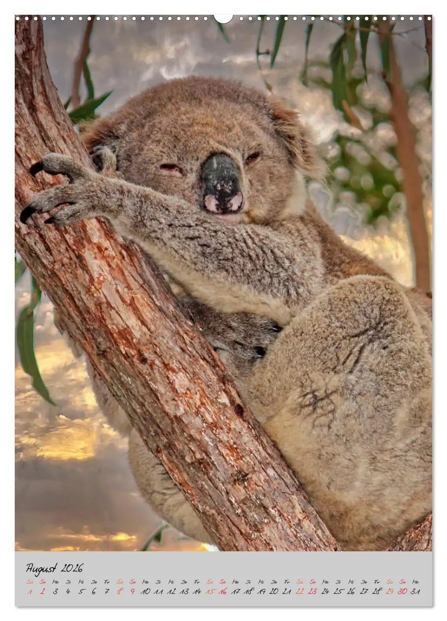 Bild: 9783516380941 | Koala, kleiner Bär (Wandkalender 2026 DIN A2 hoch), CALVENDO...