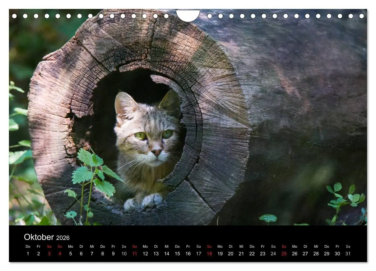 Bild: 9783457871041 | Wildkatzen - scheue Samtpfoten (Wandkalender 2026 DIN A4 quer),...