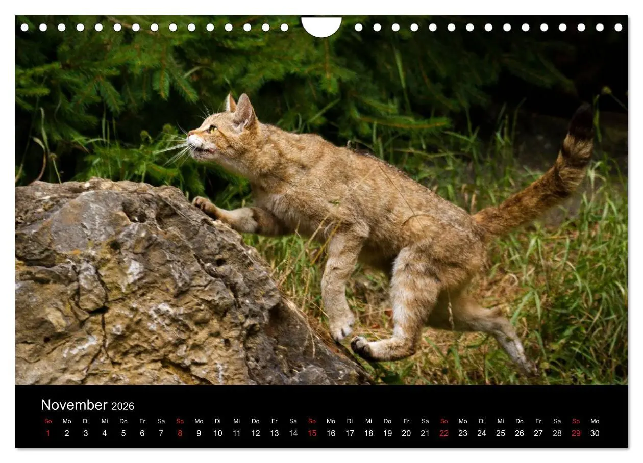Bild: 9783457871041 | Wildkatzen - scheue Samtpfoten (Wandkalender 2026 DIN A4 quer),...