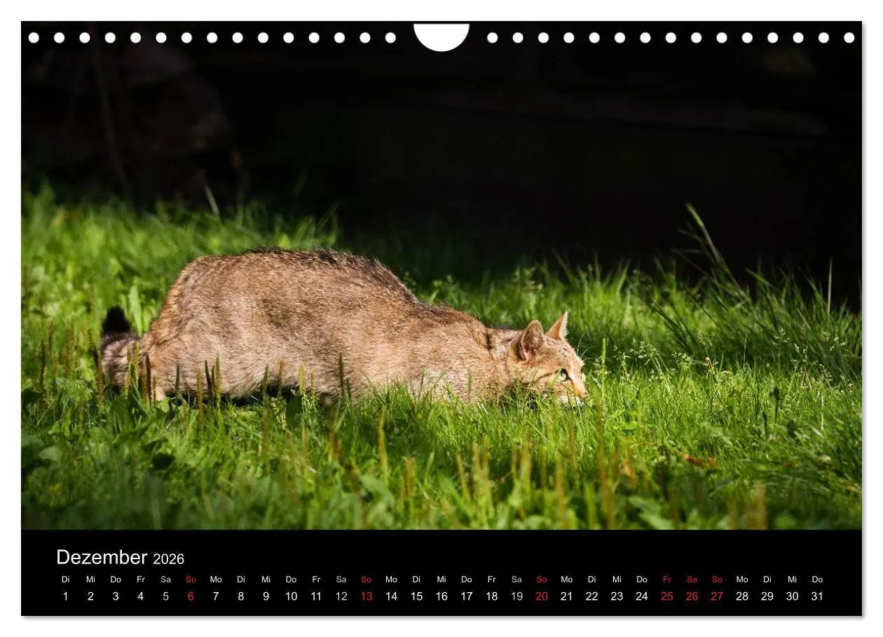 Bild: 9783457871041 | Wildkatzen - scheue Samtpfoten (Wandkalender 2026 DIN A4 quer),...