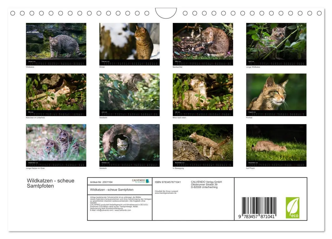 Bild: 9783457871041 | Wildkatzen - scheue Samtpfoten (Wandkalender 2026 DIN A4 quer),...