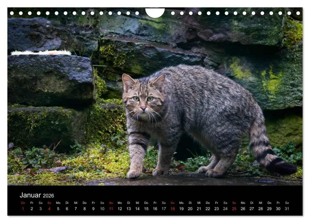 Bild: 9783457871041 | Wildkatzen - scheue Samtpfoten (Wandkalender 2026 DIN A4 quer),...
