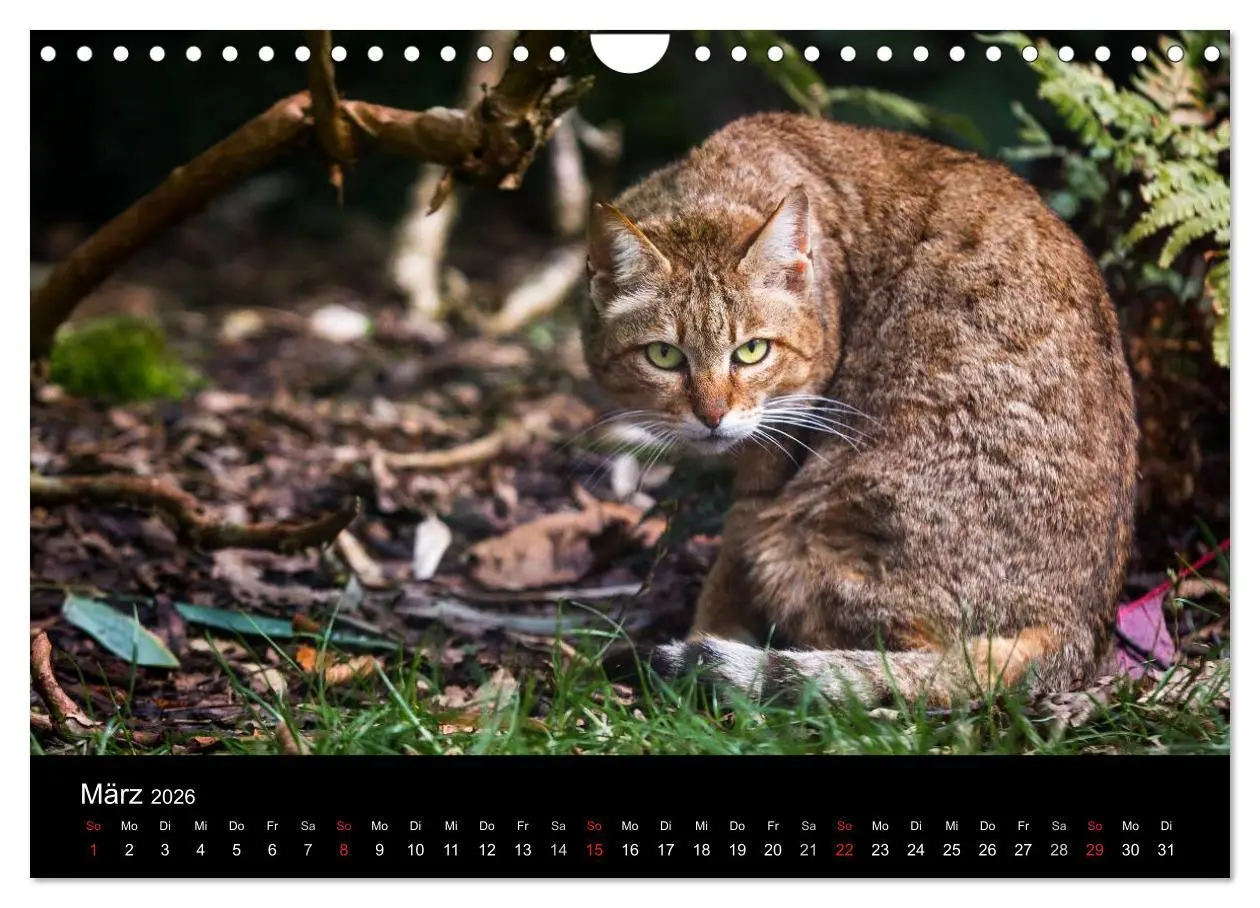 Bild: 9783457871041 | Wildkatzen - scheue Samtpfoten (Wandkalender 2026 DIN A4 quer),...