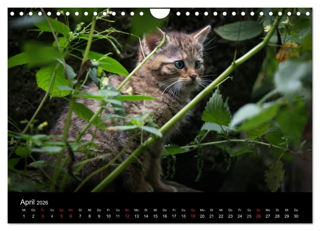 Bild: 9783457871041 | Wildkatzen - scheue Samtpfoten (Wandkalender 2026 DIN A4 quer),...