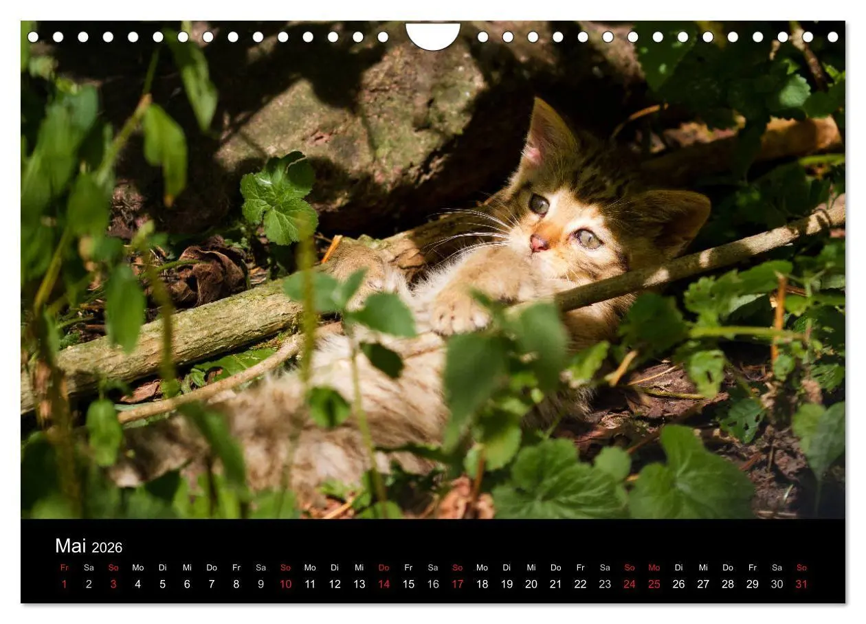 Bild: 9783457871041 | Wildkatzen - scheue Samtpfoten (Wandkalender 2026 DIN A4 quer),...