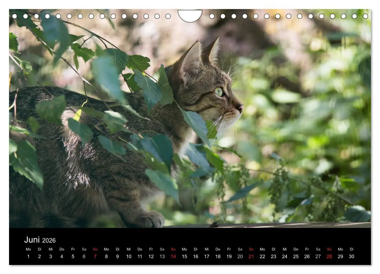 Bild: 9783457871041 | Wildkatzen - scheue Samtpfoten (Wandkalender 2026 DIN A4 quer),...