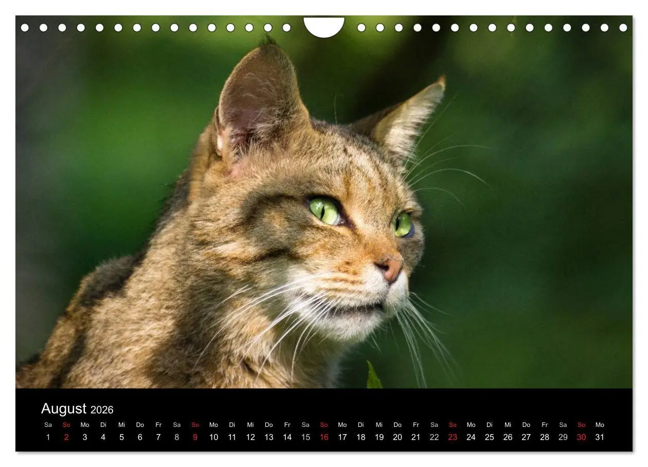Bild: 9783457871041 | Wildkatzen - scheue Samtpfoten (Wandkalender 2026 DIN A4 quer),...