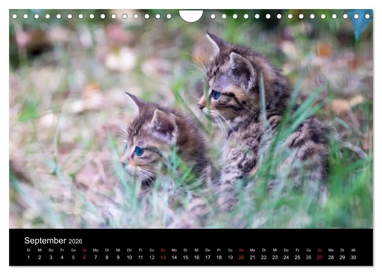 Bild: 9783457871041 | Wildkatzen - scheue Samtpfoten (Wandkalender 2026 DIN A4 quer),...