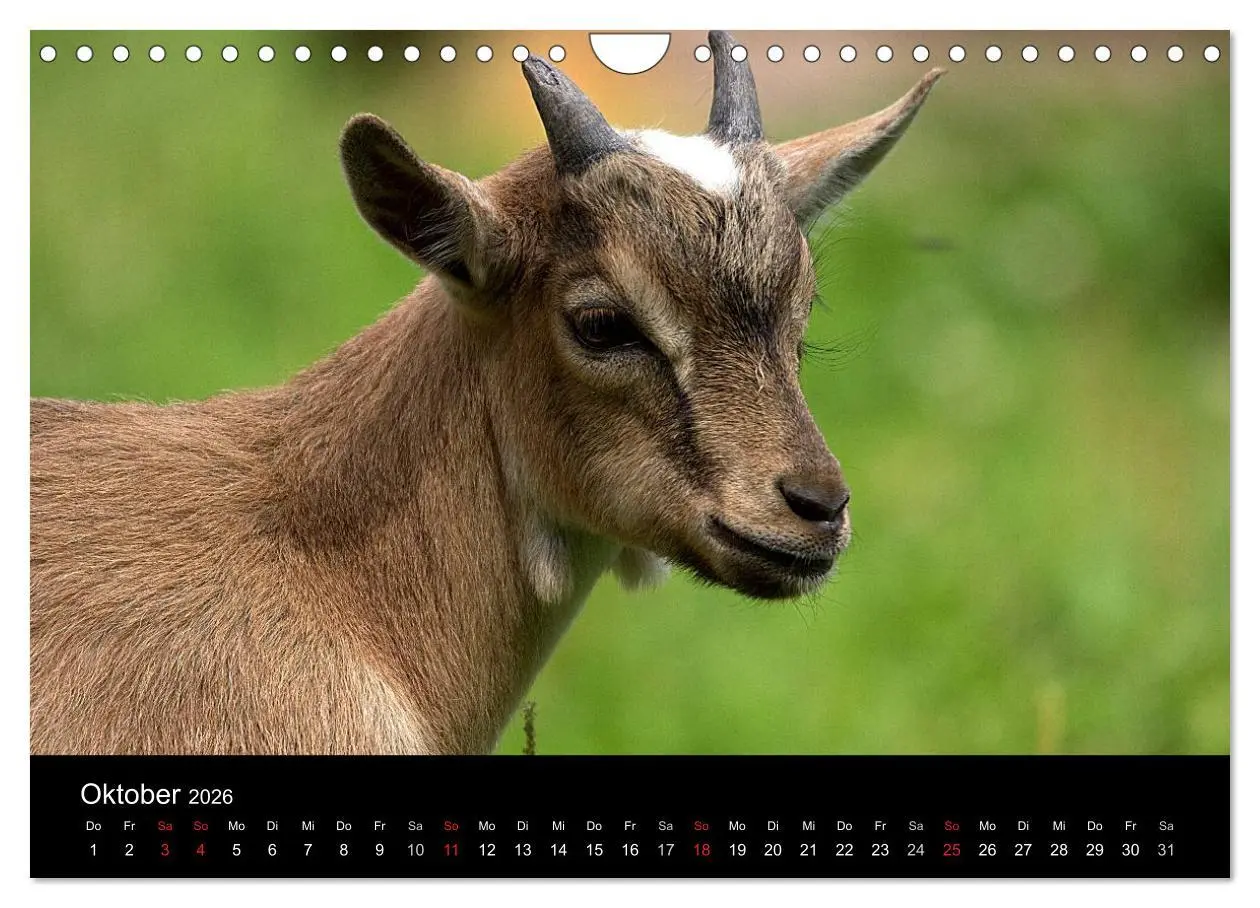 Bild: 9783516191141 | Zwergziegen (Wandkalender 2026 DIN A4 quer), CALVENDO Monatskalender