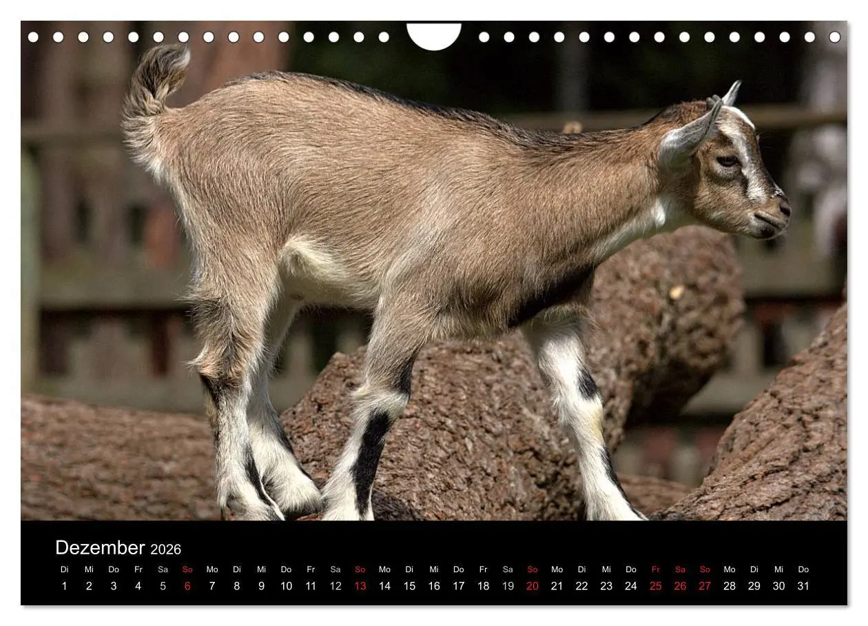 Bild: 9783516191141 | Zwergziegen (Wandkalender 2026 DIN A4 quer), CALVENDO Monatskalender