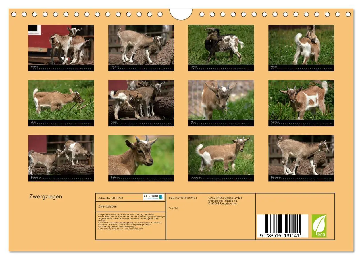 Bild: 9783516191141 | Zwergziegen (Wandkalender 2026 DIN A4 quer), CALVENDO Monatskalender