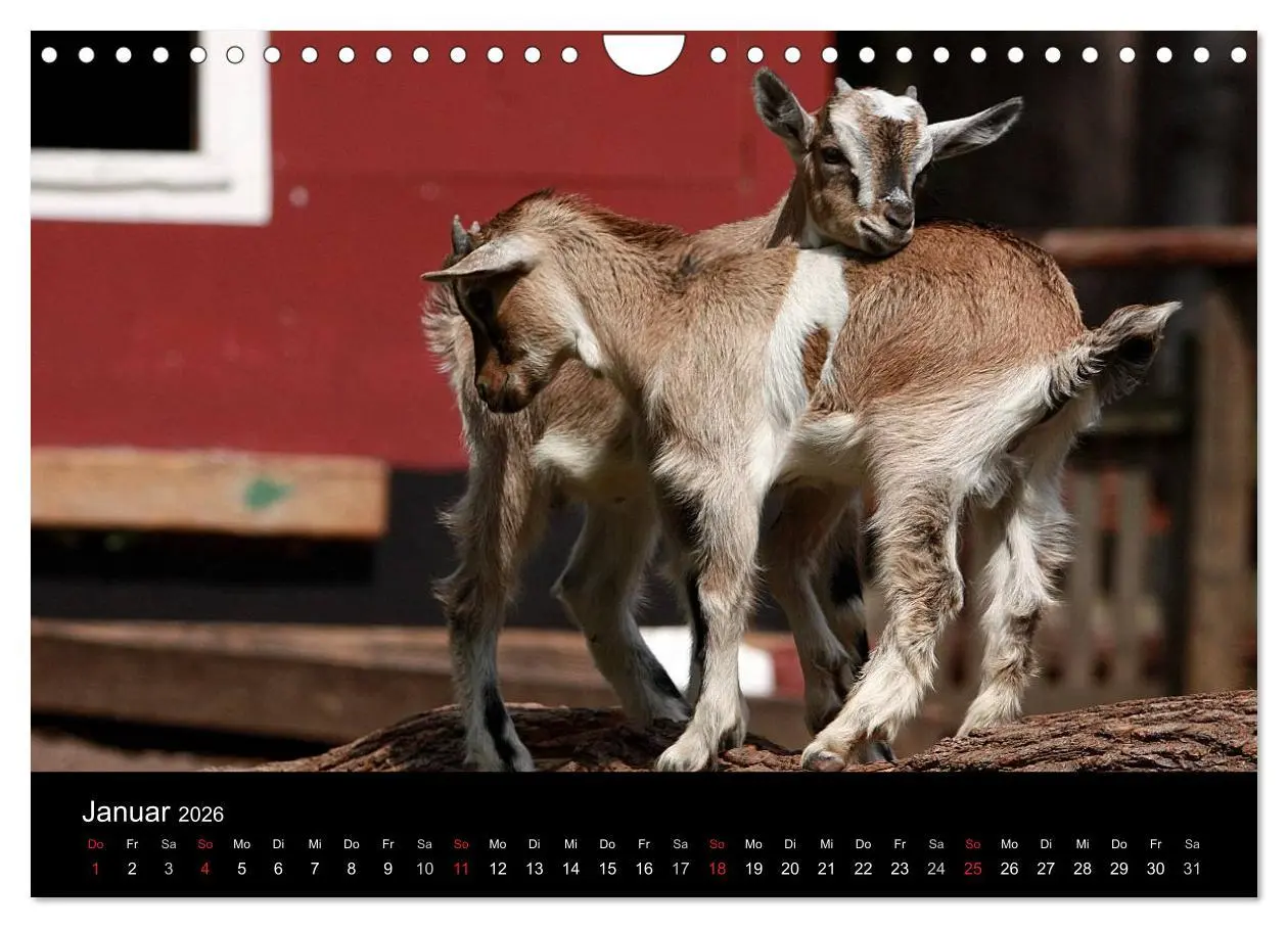 Bild: 9783516191141 | Zwergziegen (Wandkalender 2026 DIN A4 quer), CALVENDO Monatskalender