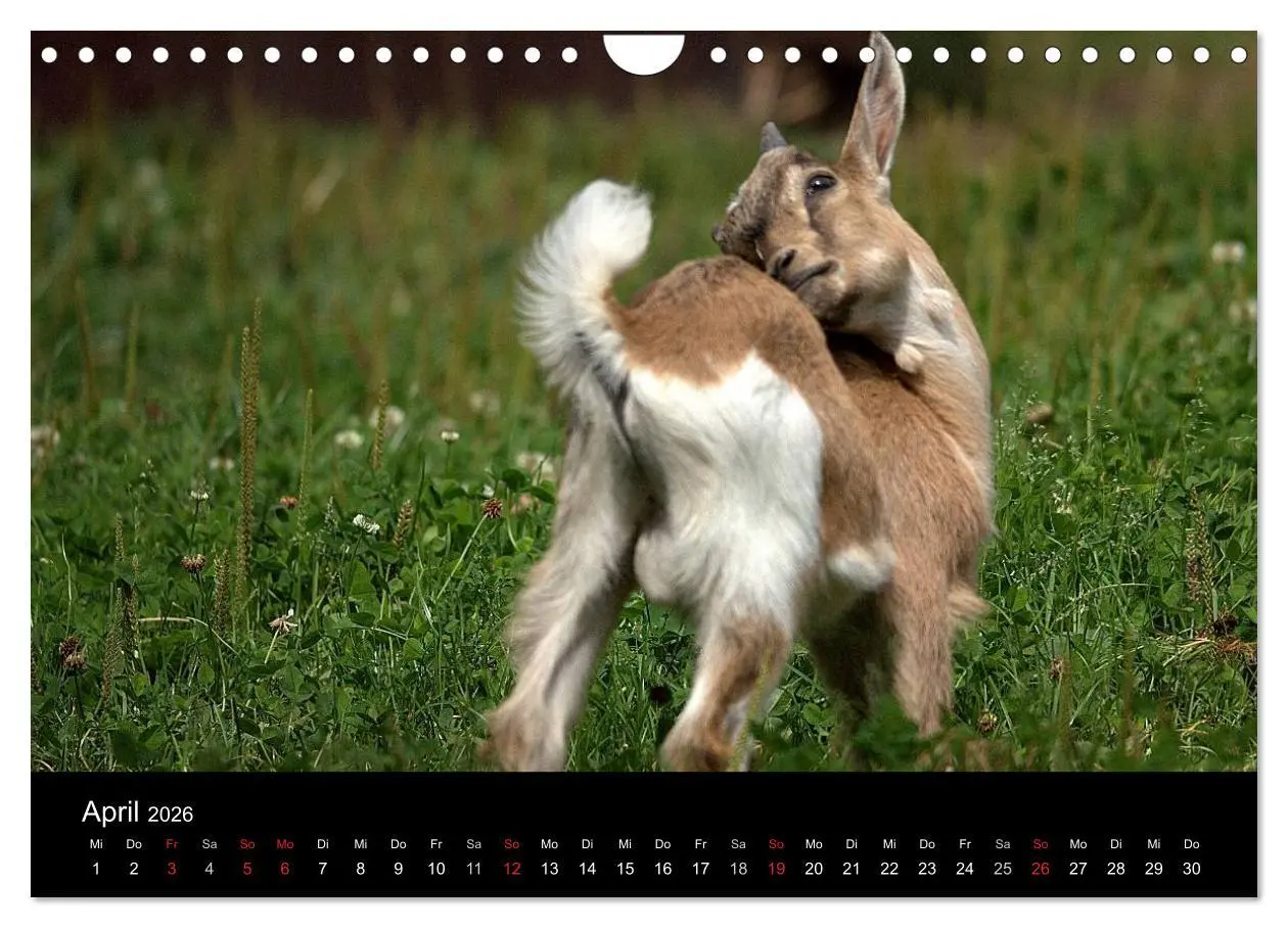 Bild: 9783516191141 | Zwergziegen (Wandkalender 2026 DIN A4 quer), CALVENDO Monatskalender