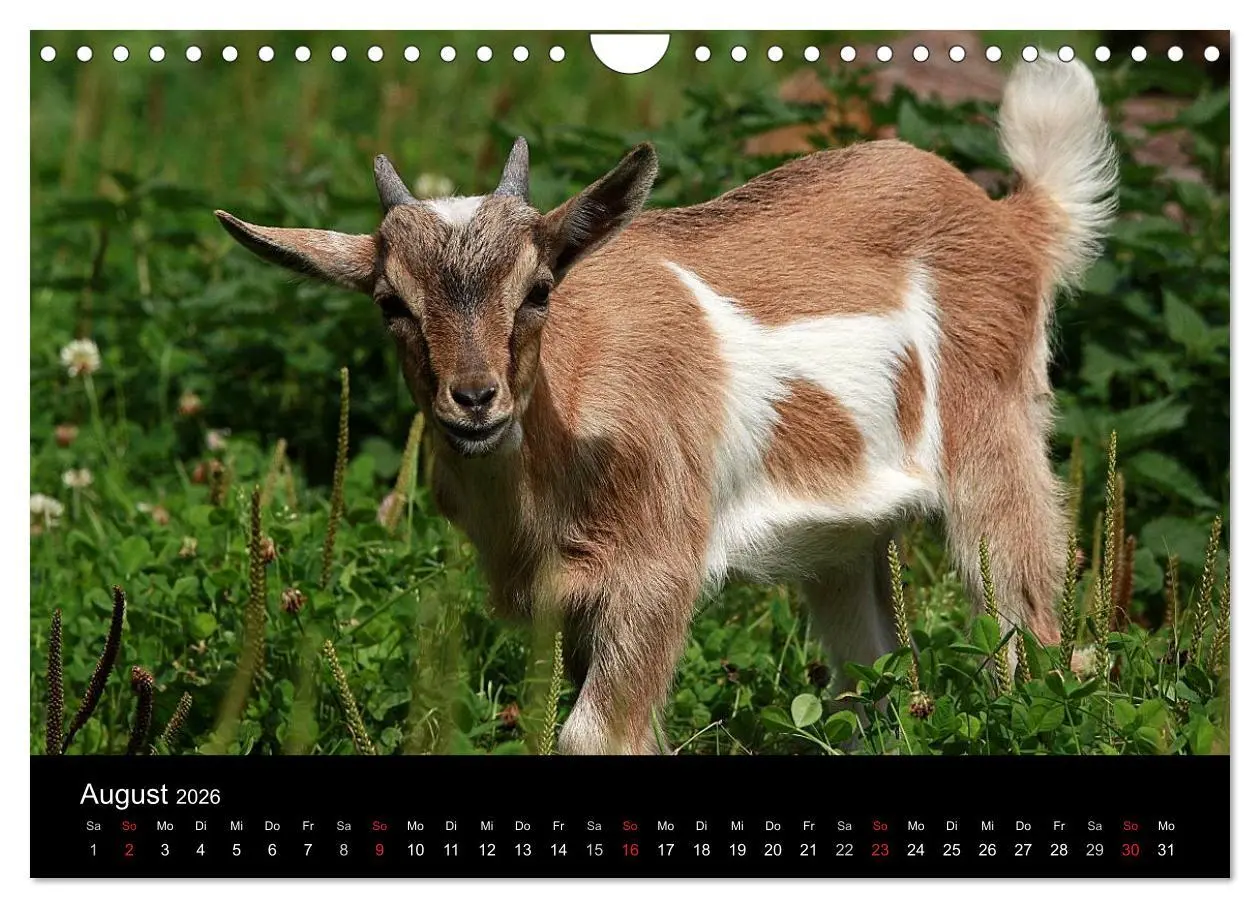Bild: 9783516191141 | Zwergziegen (Wandkalender 2026 DIN A4 quer), CALVENDO Monatskalender