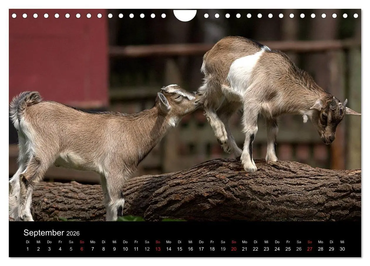 Bild: 9783516191141 | Zwergziegen (Wandkalender 2026 DIN A4 quer), CALVENDO Monatskalender