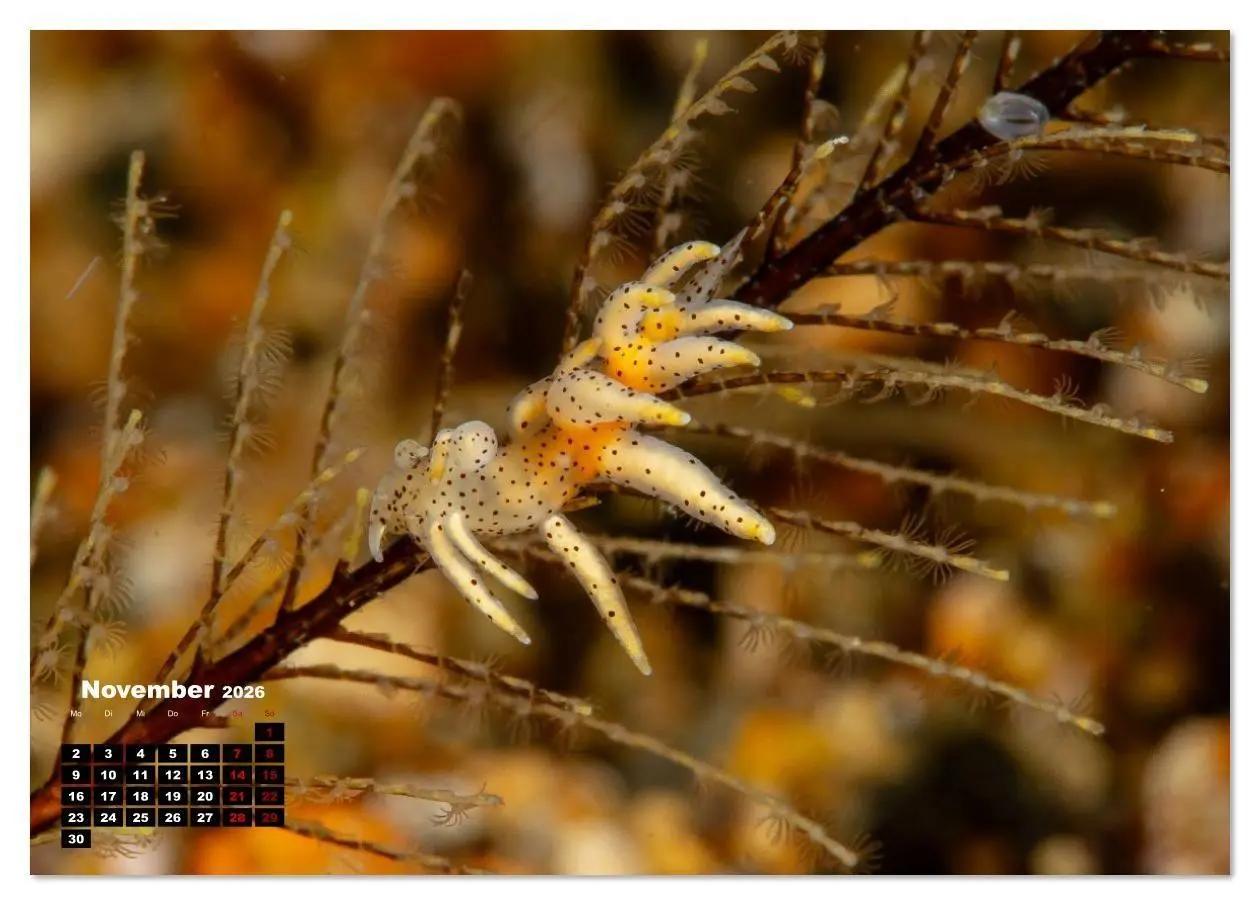 Bild: 9783516641141 | Nudis - Die bunte Welt der Nacktschnecken (Tischkalender 2026 DIN...