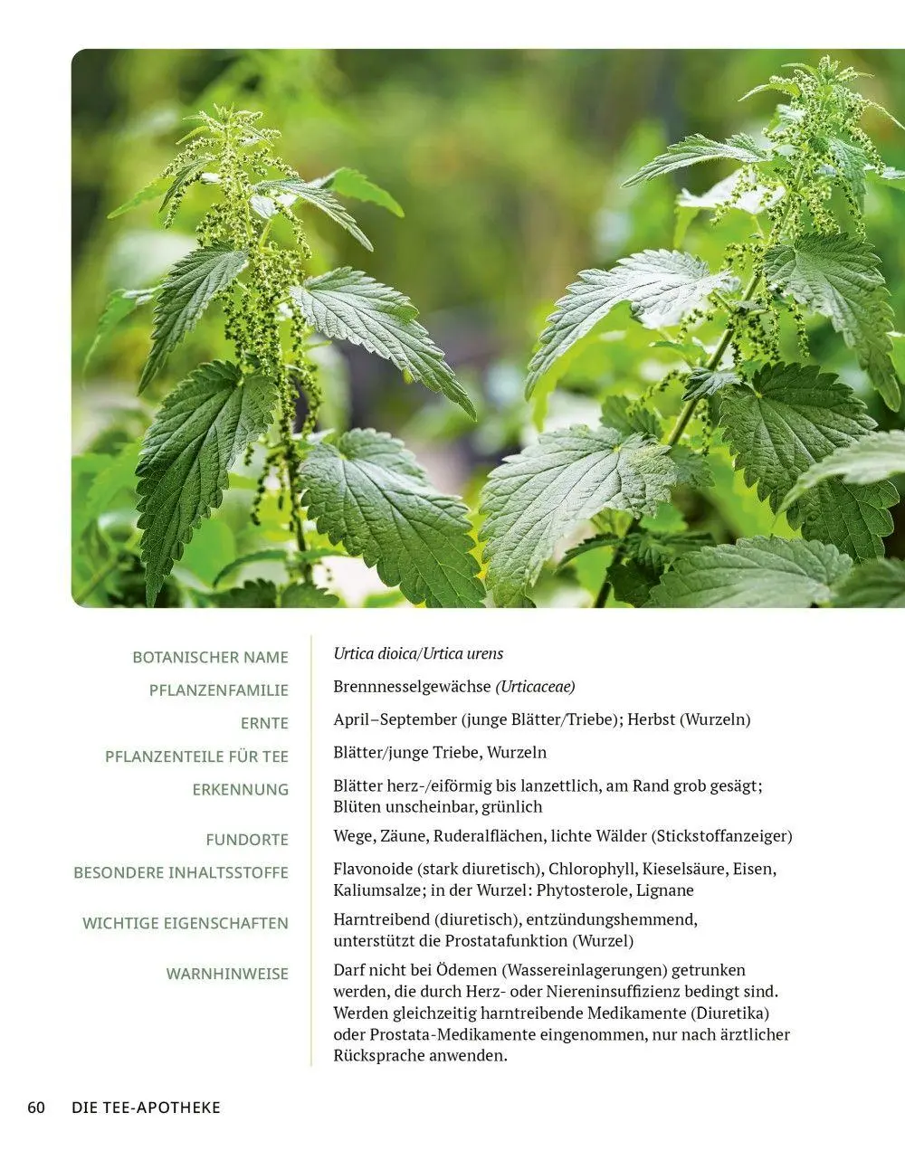 Bild: 9783910801141 | Die Tee-Apotheke | Axel Gutjahr | Taschenbuch | Kostbare Natur | 2026