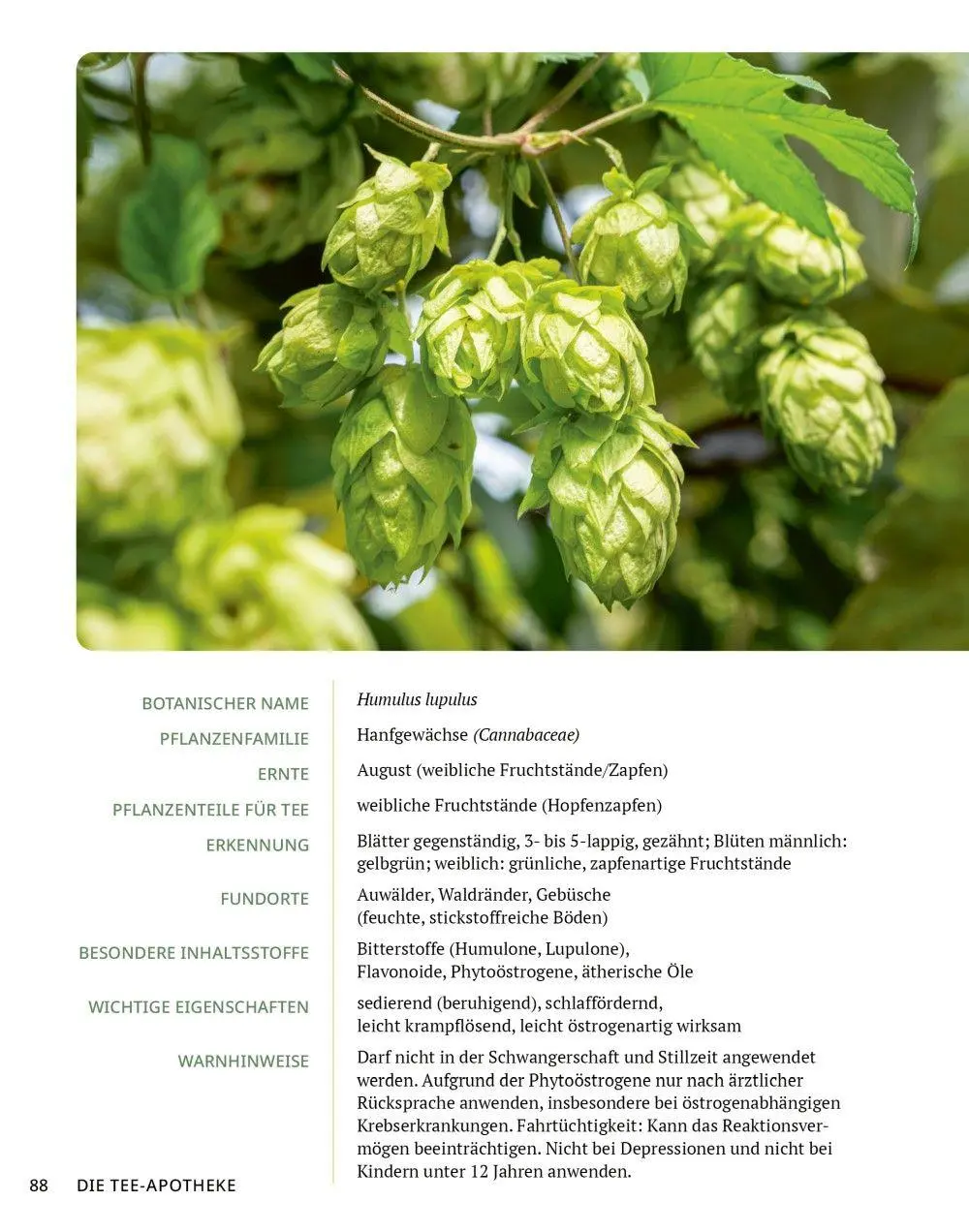 Bild: 9783910801141 | Die Tee-Apotheke | Axel Gutjahr | Taschenbuch | Kostbare Natur | 2026