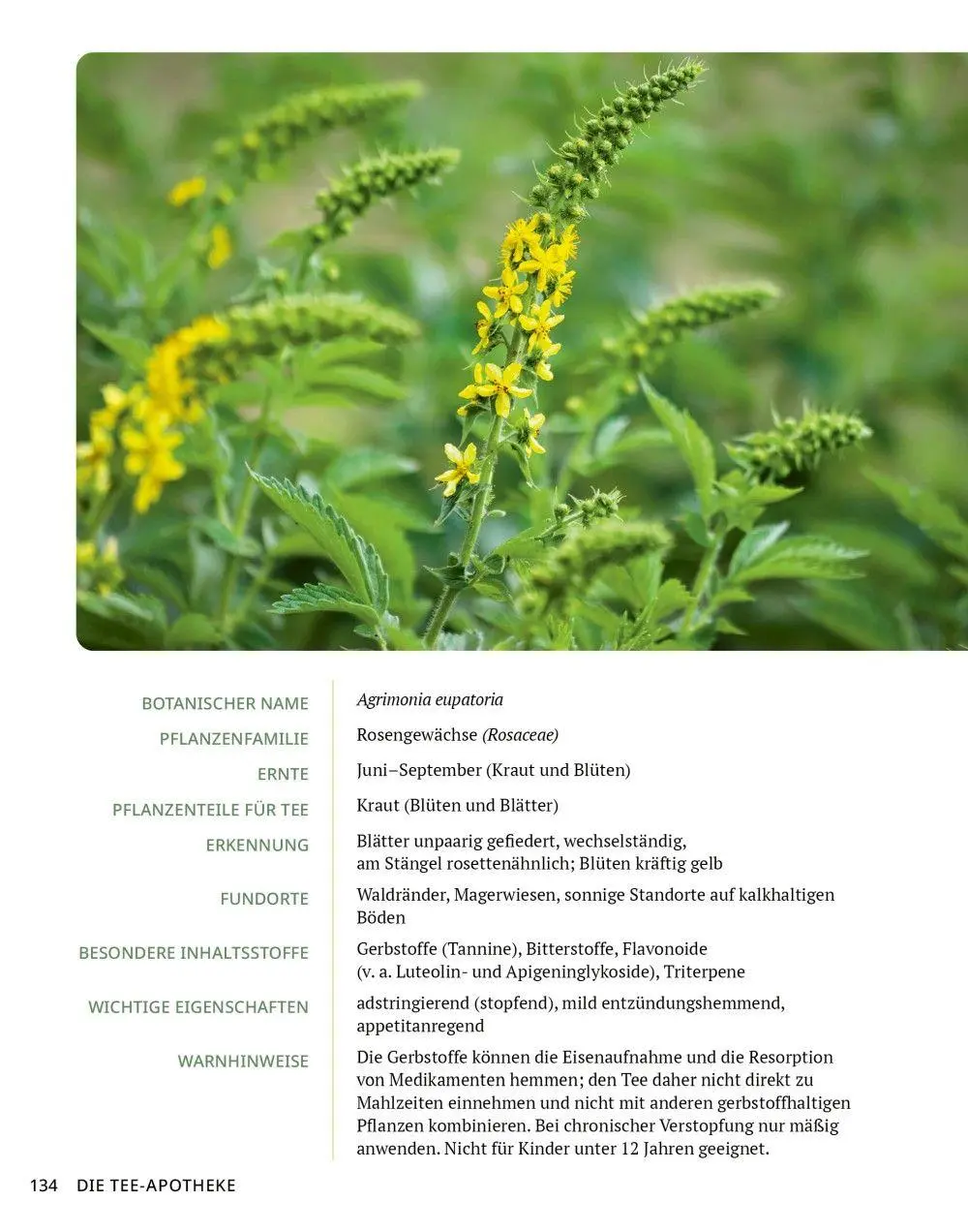 Bild: 9783910801141 | Die Tee-Apotheke | Axel Gutjahr | Taschenbuch | Kostbare Natur | 2026