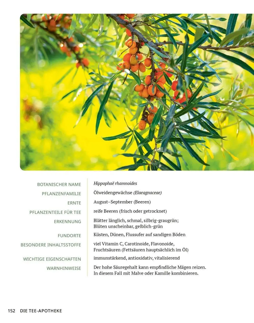 Bild: 9783910801141 | Die Tee-Apotheke | Axel Gutjahr | Taschenbuch | Kostbare Natur | 2026