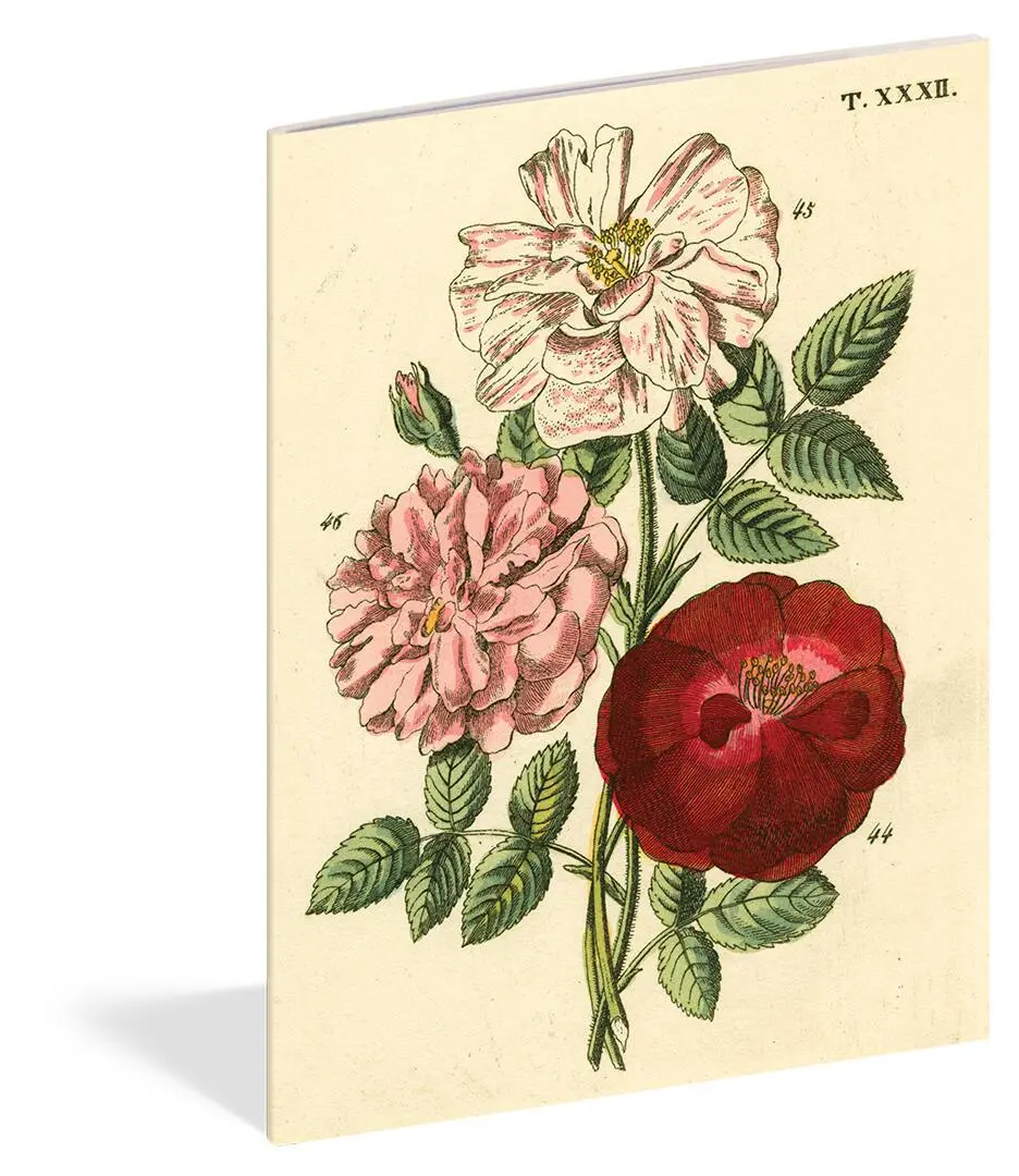 Bild: 9781648291241 | John Derian Paper Goods: Everything Roses Notebooks | John Derian