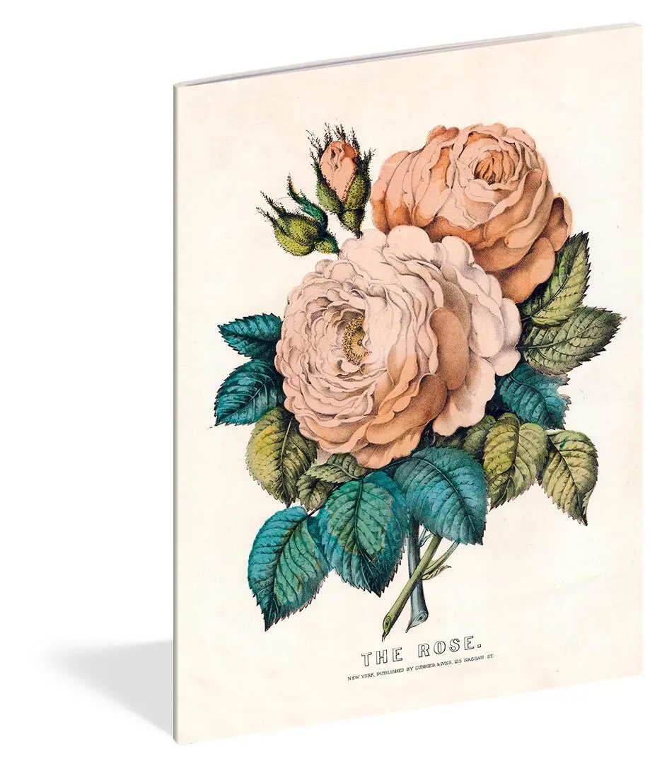 Bild: 9781648291241 | John Derian Paper Goods: Everything Roses Notebooks | John Derian