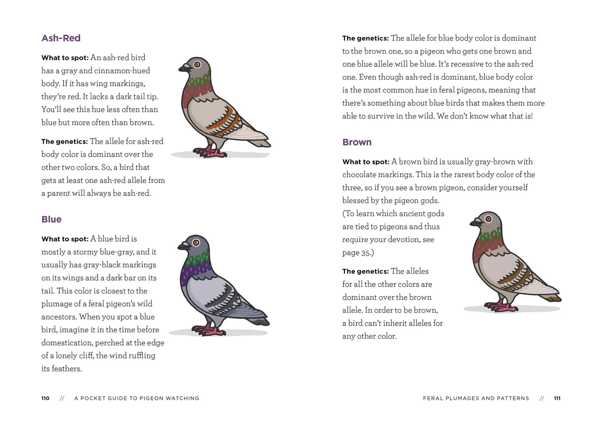 Bild: 9781523511341 | A Pocket Guide to Pigeon Watching | Rosemary Mosco | Taschenbuch