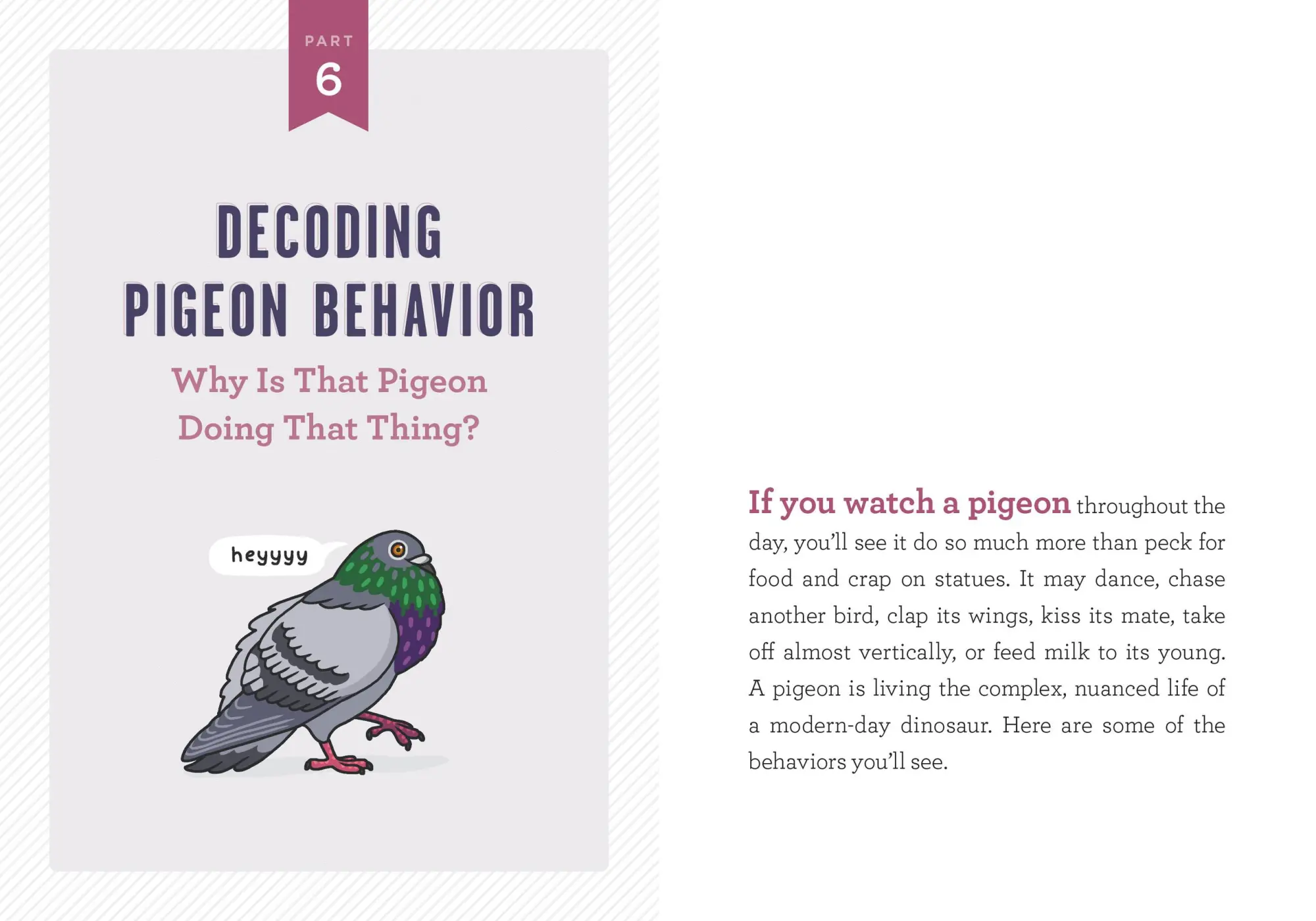 Bild: 9781523511341 | A Pocket Guide to Pigeon Watching | Rosemary Mosco | Taschenbuch