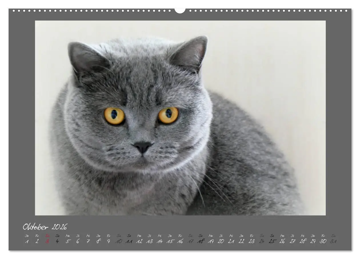 Bild: 9783457751541 | GRAUE ENGEL Britischkurzhaar-Katzen (hochwertiger Premium...