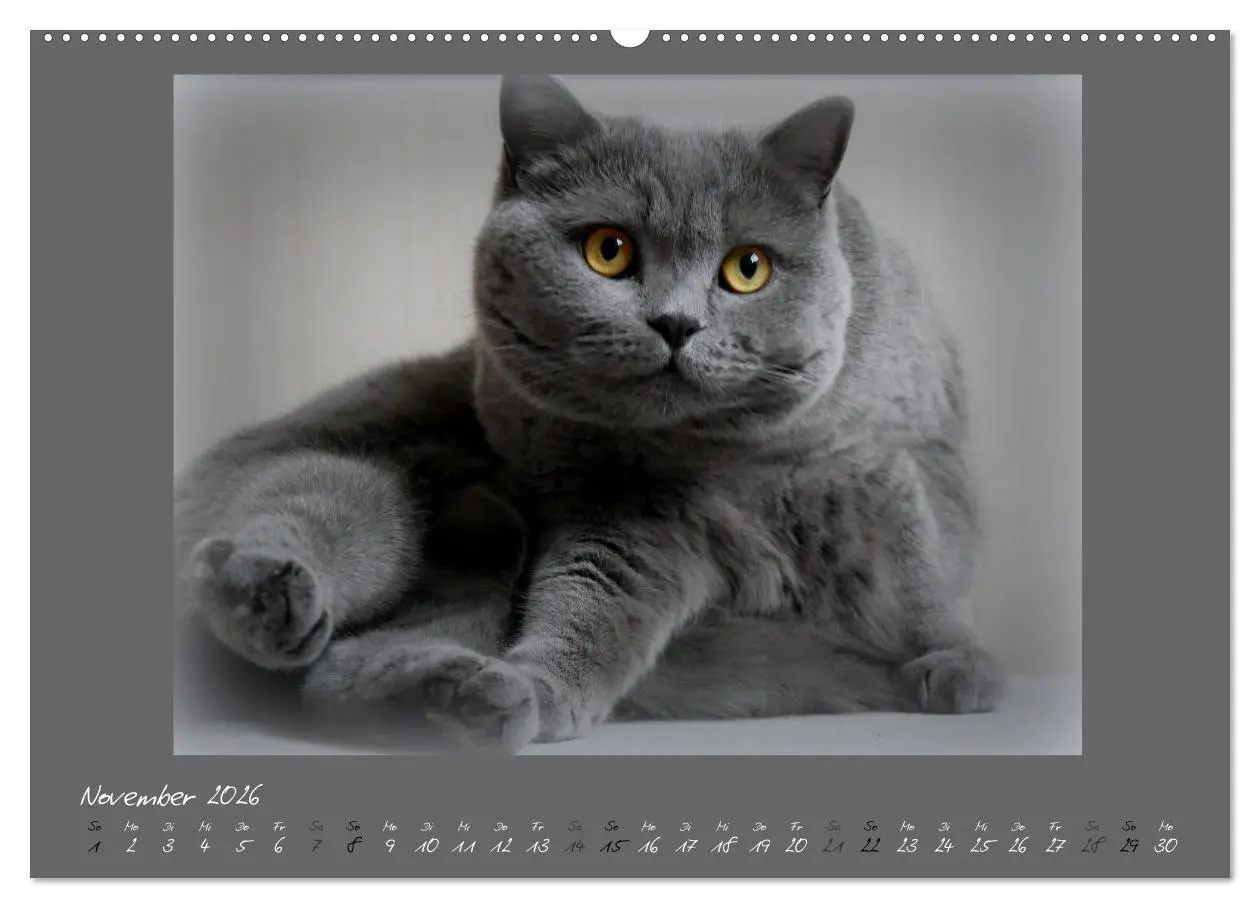 Bild: 9783457751541 | GRAUE ENGEL Britischkurzhaar-Katzen (hochwertiger Premium...