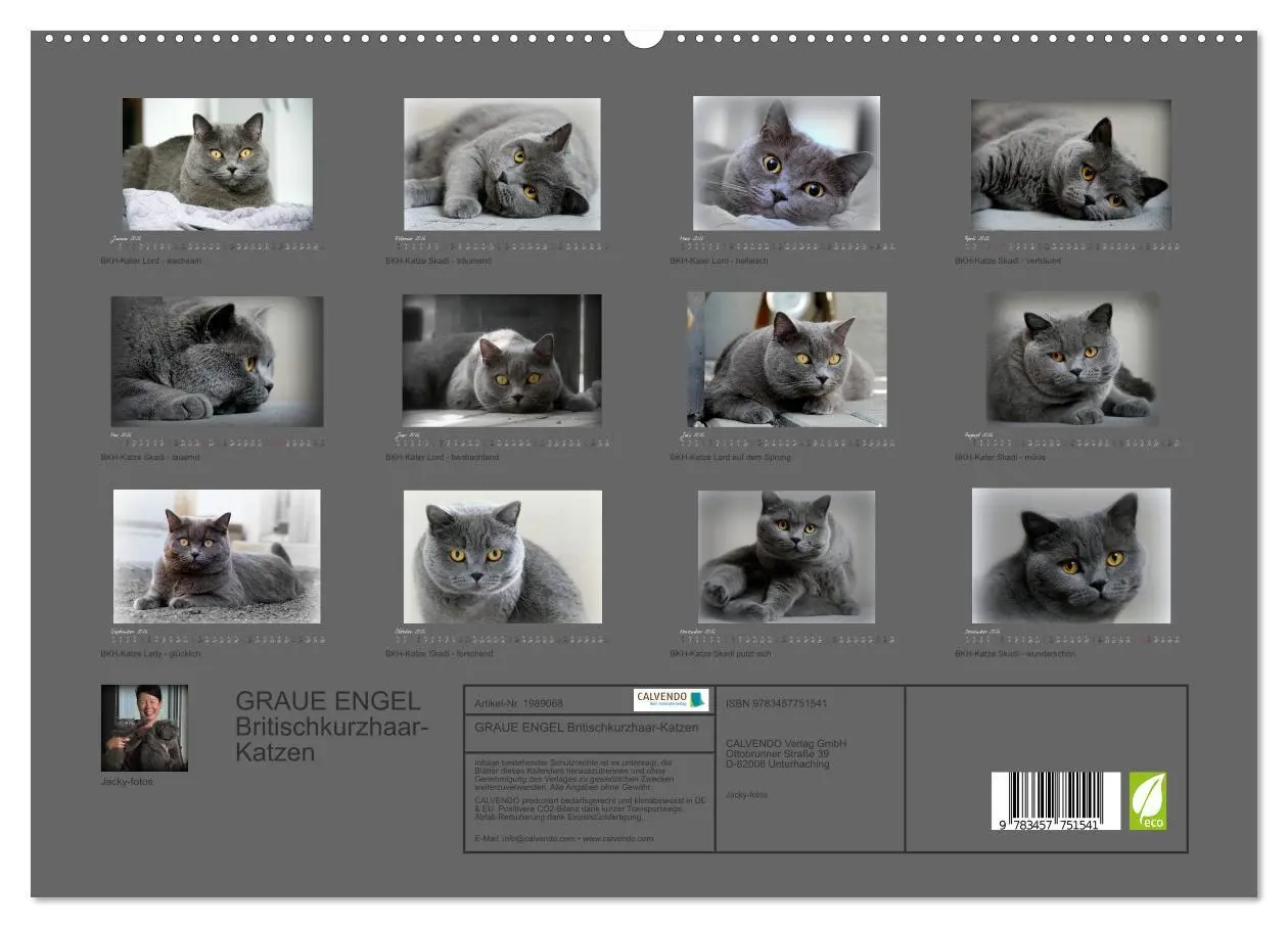 Bild: 9783457751541 | GRAUE ENGEL Britischkurzhaar-Katzen (hochwertiger Premium...