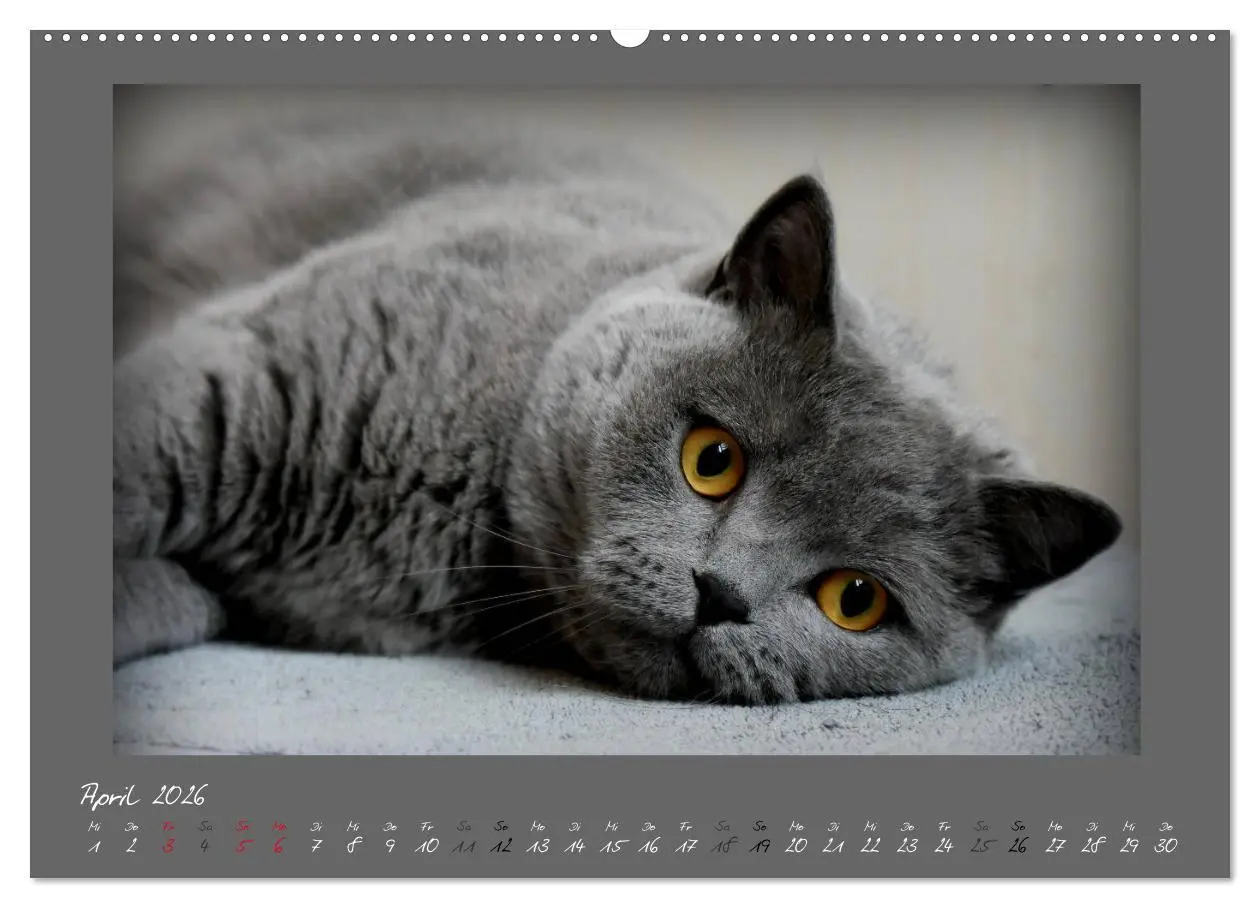 Bild: 9783457751541 | GRAUE ENGEL Britischkurzhaar-Katzen (hochwertiger Premium...