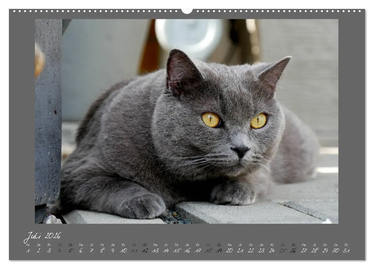 Bild: 9783457751541 | GRAUE ENGEL Britischkurzhaar-Katzen (hochwertiger Premium...