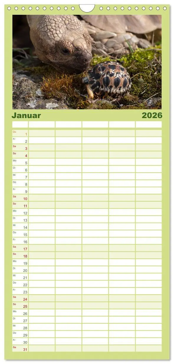 Bild: 9783516521641 | Familienplaner 2026 - Landschildkröten mit 5 Spalten (Wandkalender,...