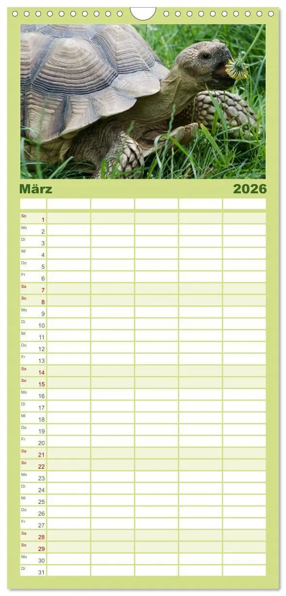 Bild: 9783516521641 | Familienplaner 2026 - Landschildkröten mit 5 Spalten (Wandkalender,...