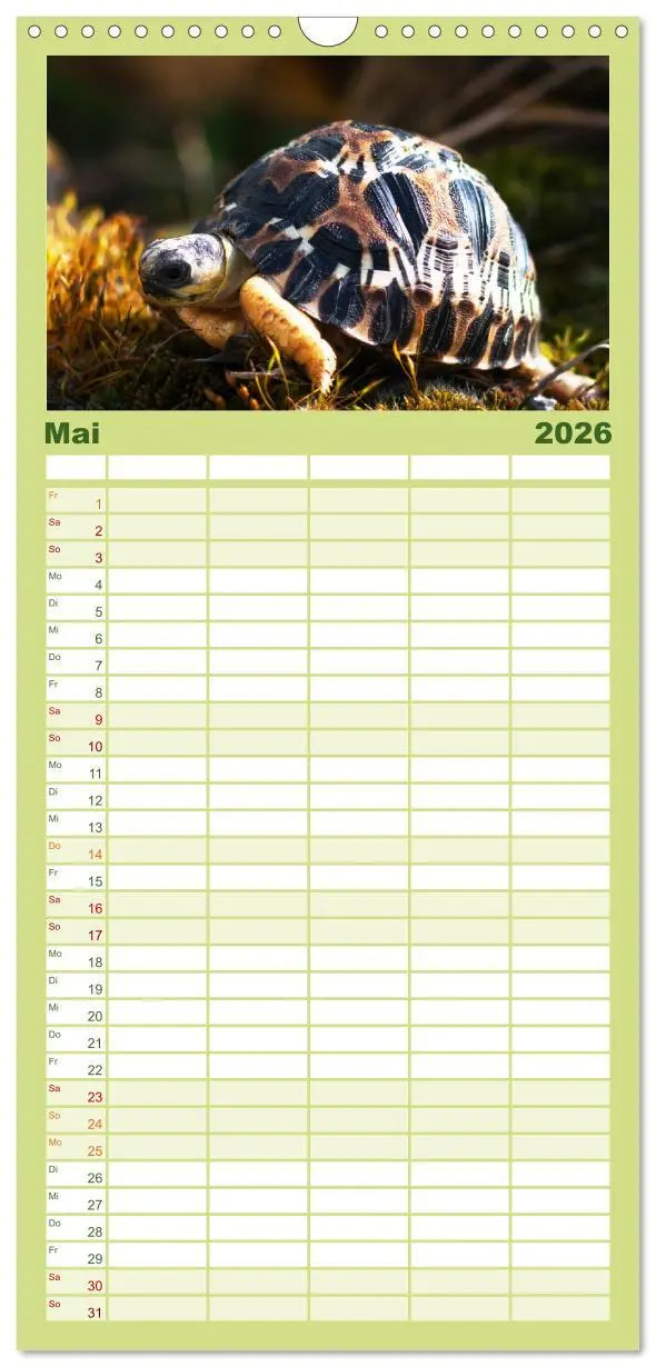 Bild: 9783516521641 | Familienplaner 2026 - Landschildkröten mit 5 Spalten (Wandkalender,...