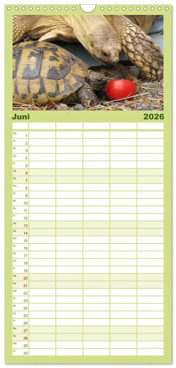 Bild: 9783516521641 | Familienplaner 2026 - Landschildkröten mit 5 Spalten (Wandkalender,...